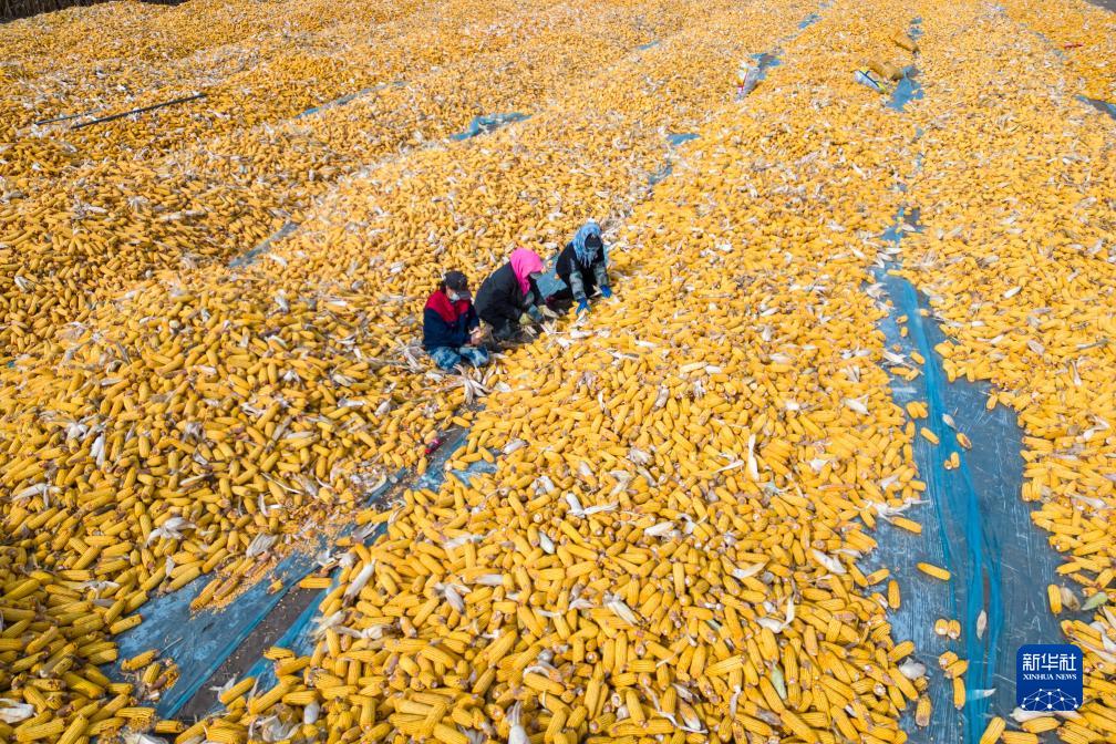 黑龙江“黄金玉米带”迎来好“丰”景