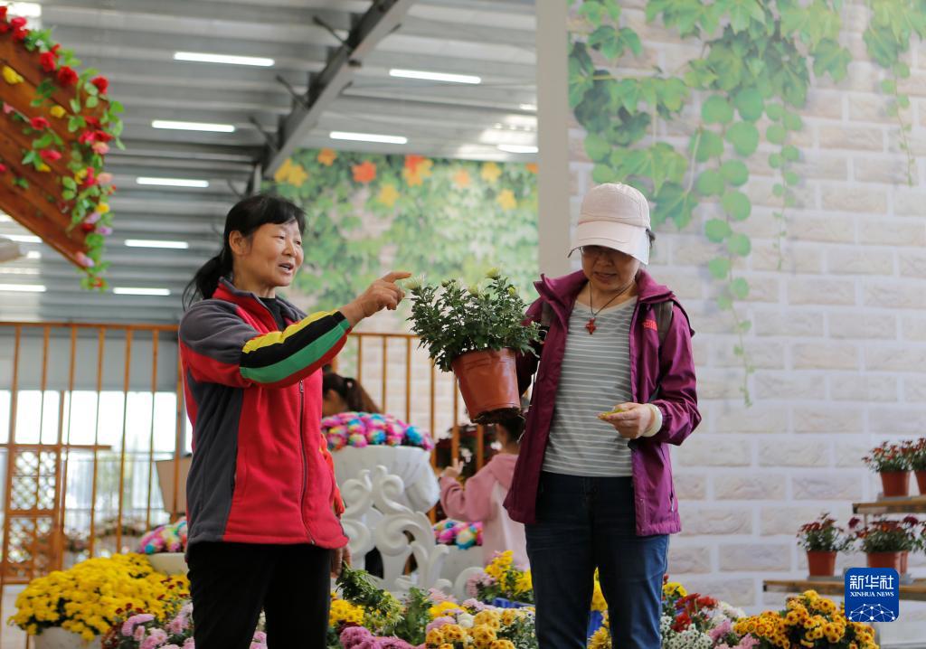 江苏射阳：农文旅融合 做强菊花经济