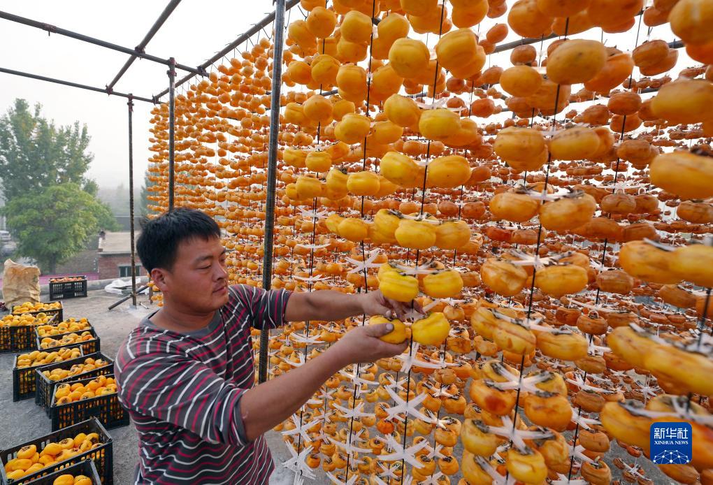 河北顺平：太行柿红醉金秋