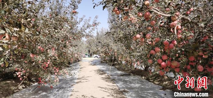 戈壁滩现万亩果园 新疆泽普“小苹果”如何成为乡村振兴“大产业”？