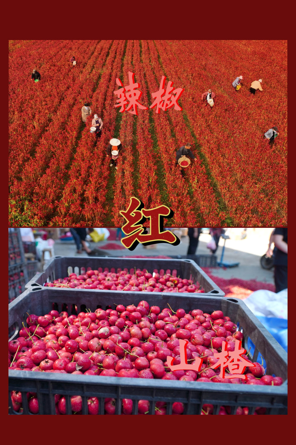 红橙黄绿青蓝紫，一起来看这希望的画卷！