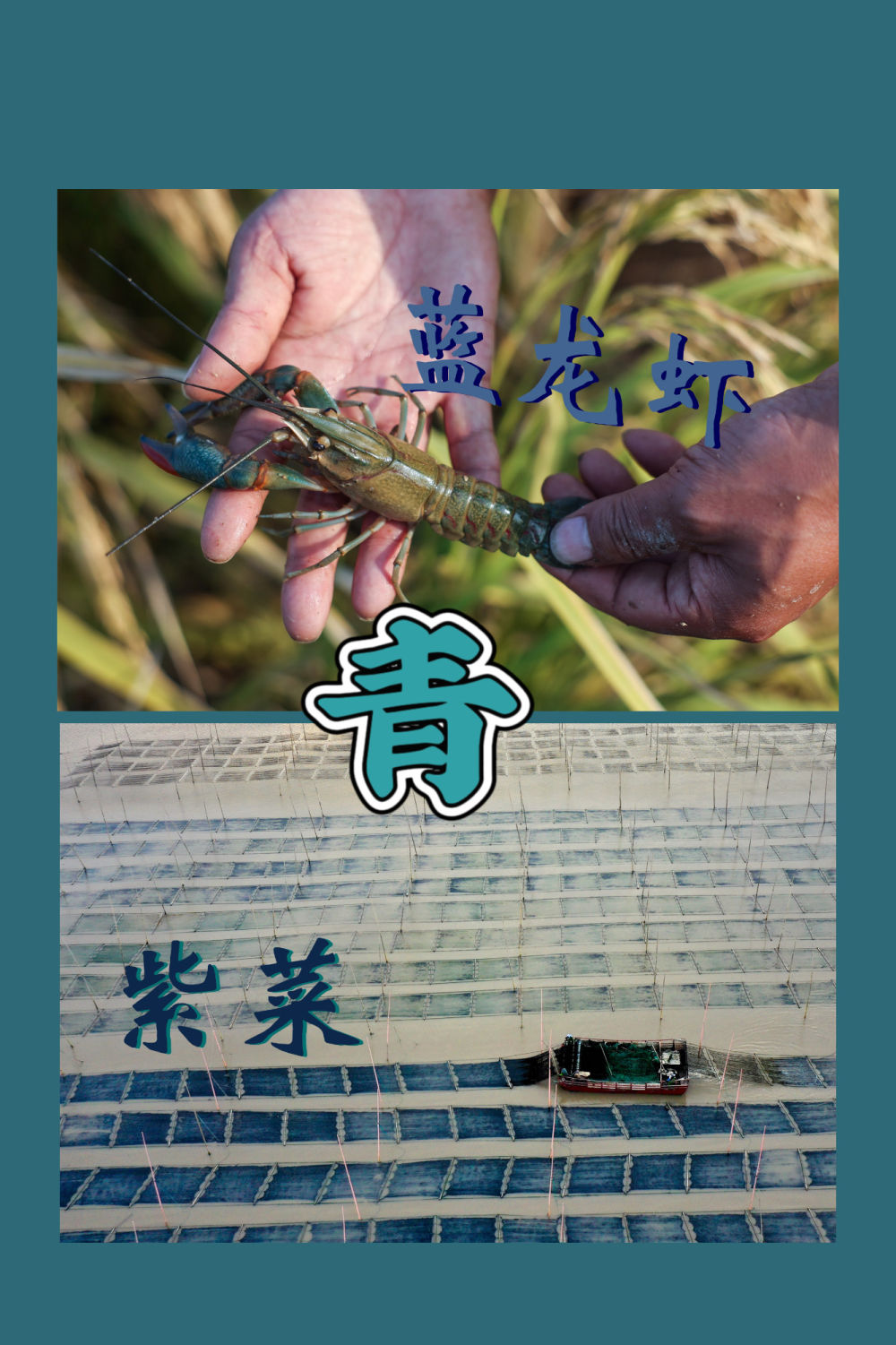 红橙黄绿青蓝紫，一起来看这希望的画卷！