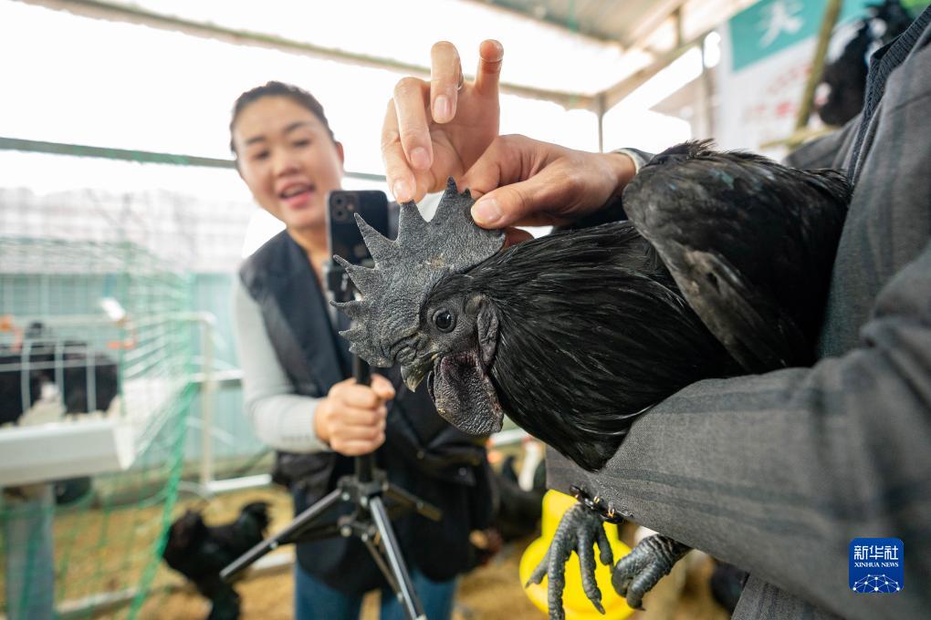 云南盐津：乌骨鸡养殖助增收