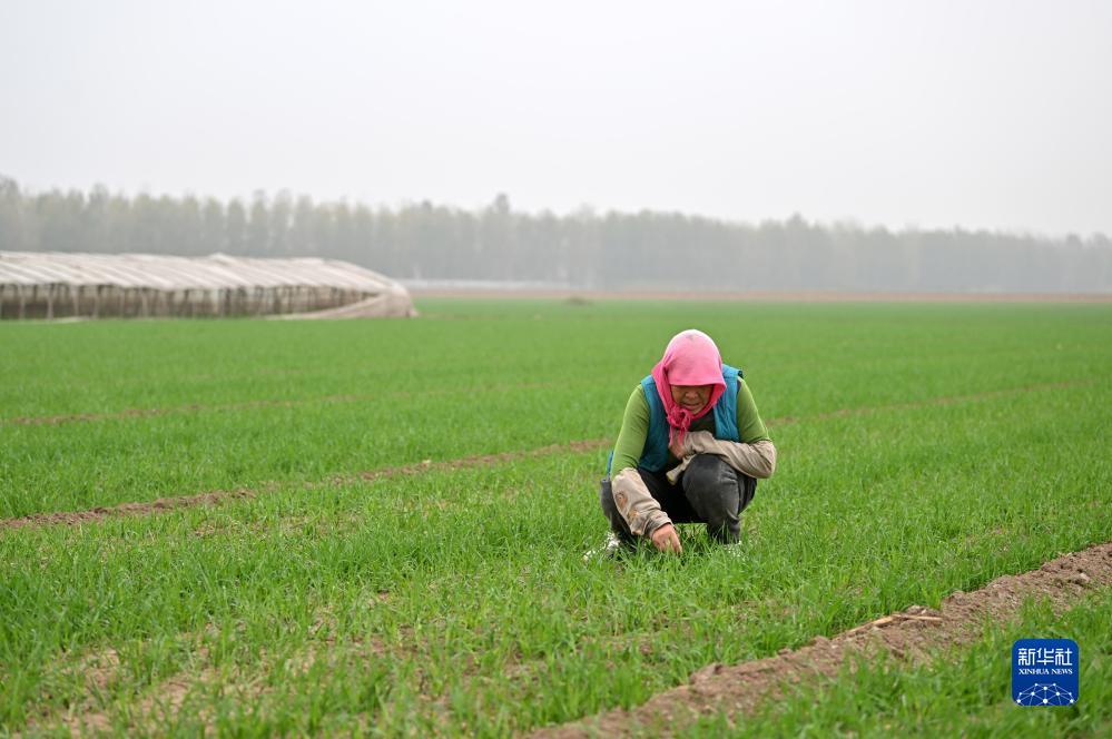 天津：灾后农业生产基本恢复