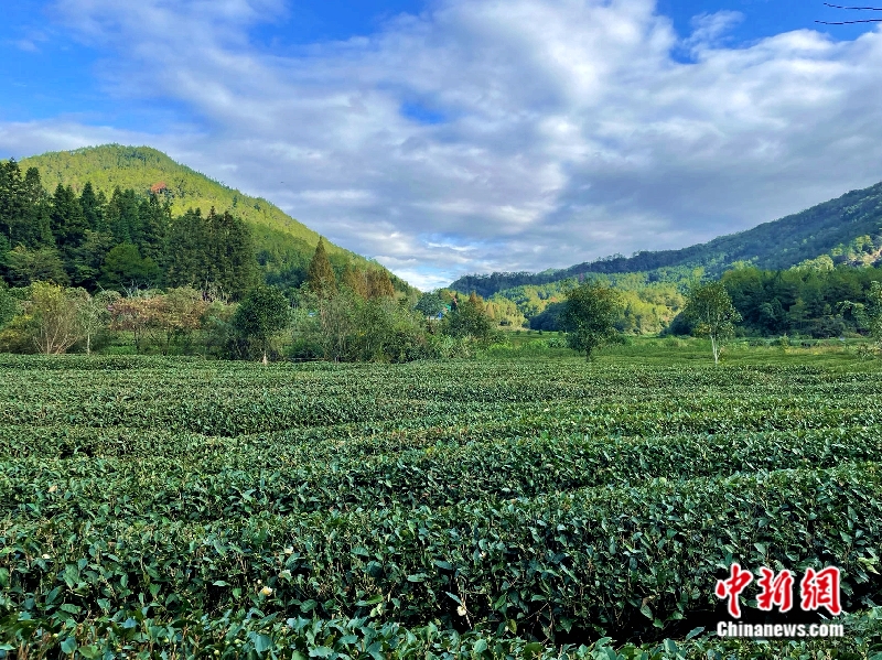 江山如画｜一片叶子背后的生态密码：燕子窠因何出圈？