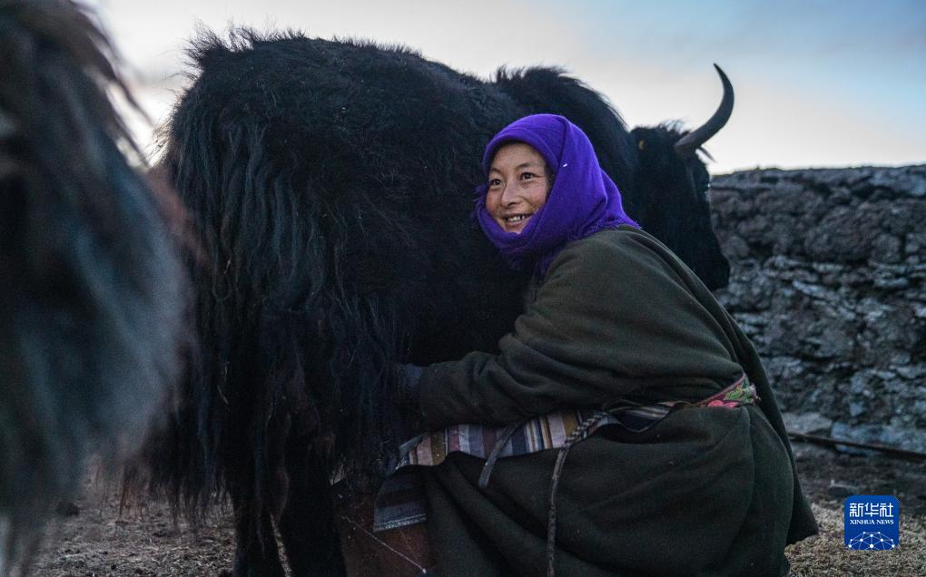 藏北纪行：高原冬季牧歌