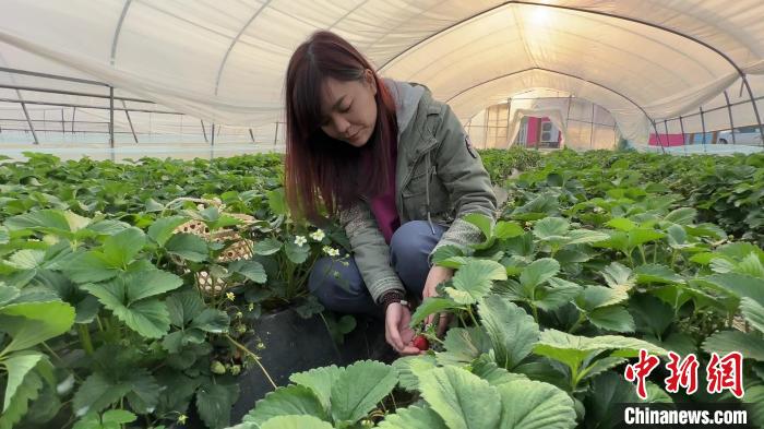 (台青话融合)“90后”台湾女生深耕大陆乡村:为两岸农业创造更多可能性