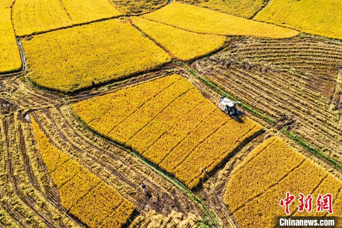 湖南东安：高标准农田晚稻开镰收割