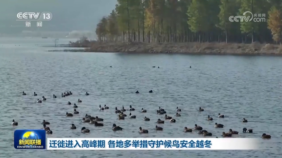 迁徙进入高峰期 各地多举措守护候鸟安全越冬 _光明网