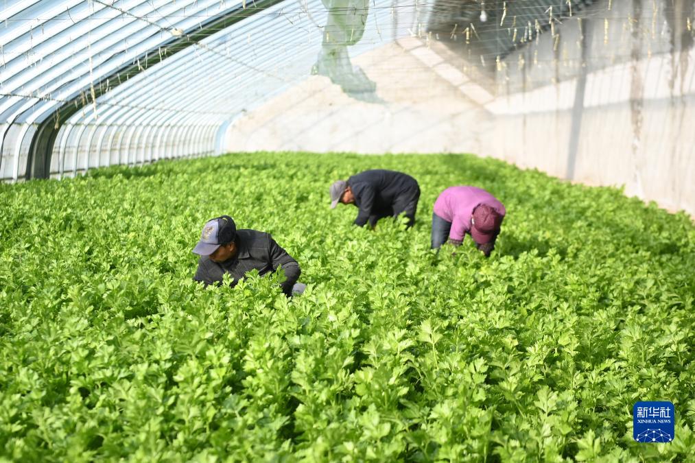 甘肃泾川：设施蔬菜冬季生产管理忙
