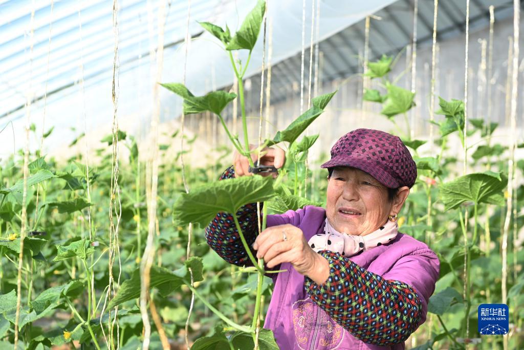 甘肃泾川：设施蔬菜冬季生产管理忙