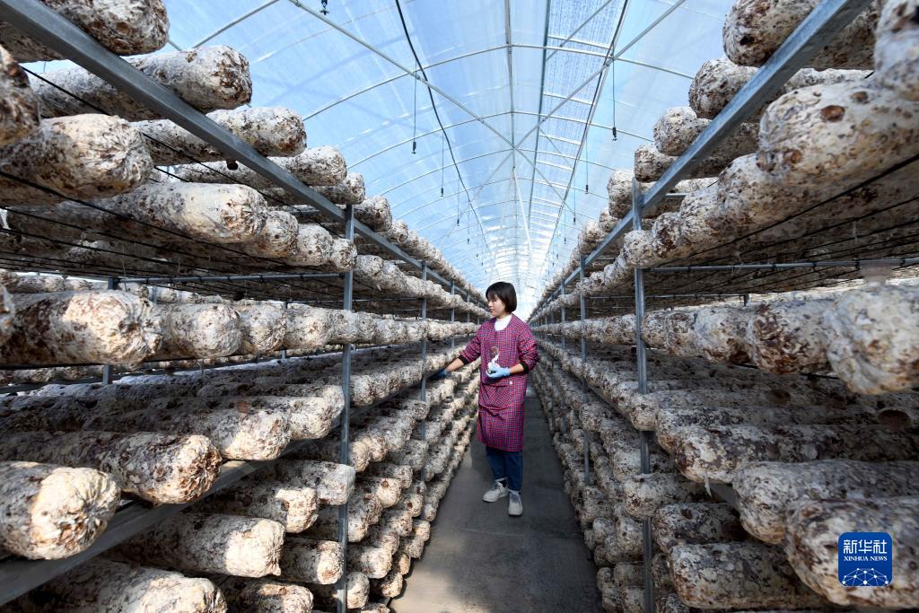 贵州道真：发展食用菌产业带动村民持续稳定增收