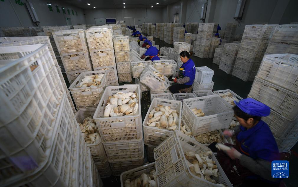贵州道真：发展食用菌产业带动村民持续稳定增收