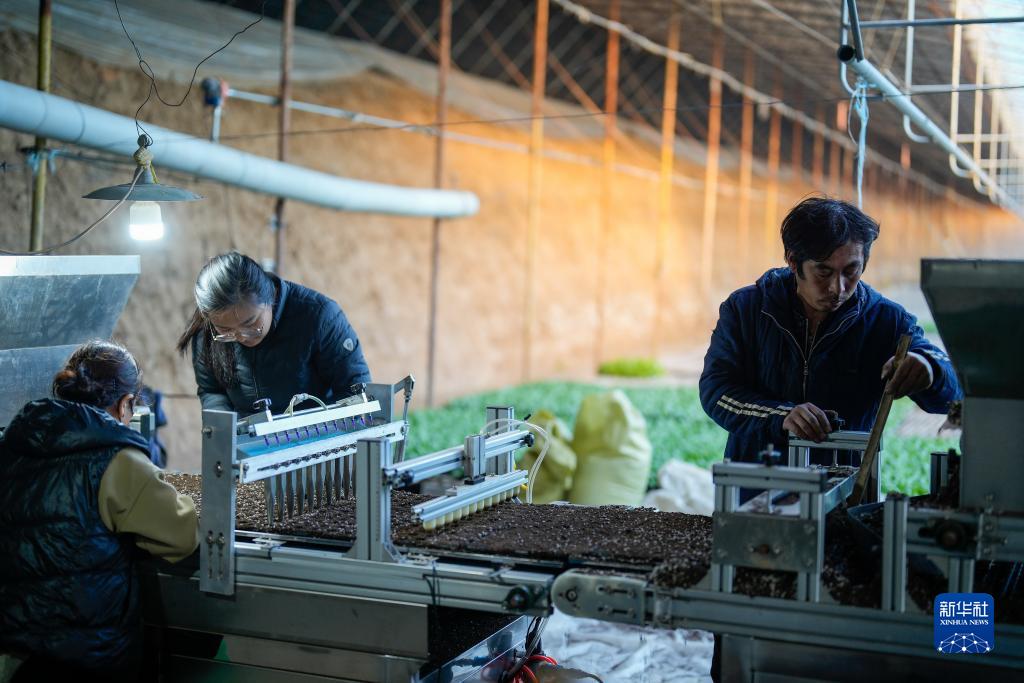 河北乐亭：寒冬时节育苗忙