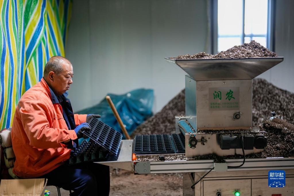 河北乐亭：寒冬时节育苗忙