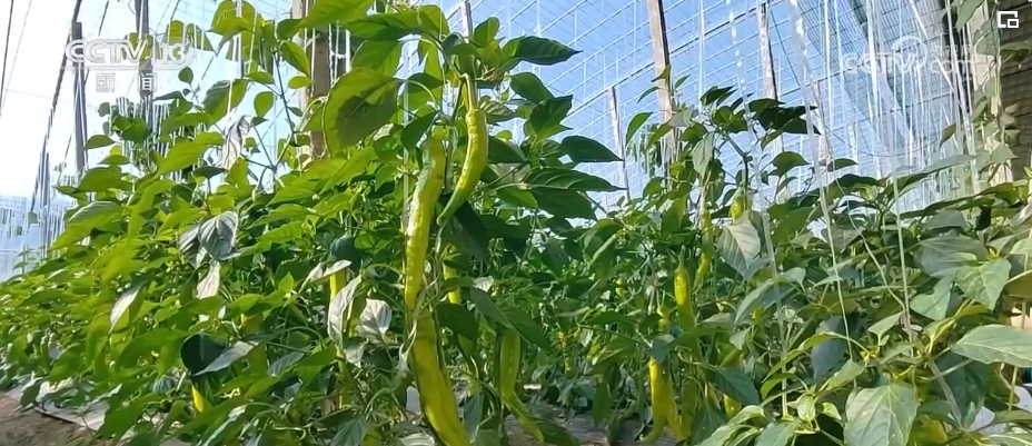 节日效应显现、消费需求增加 各地科学施策守好群众“菜篮子”