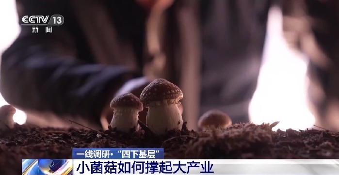 一线调研丨福建古田有本致富经 小蘑菇种出大产业