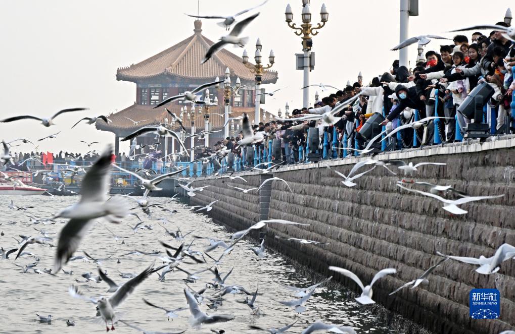 青岛栈桥：海鸥逐浪 舞动冬日