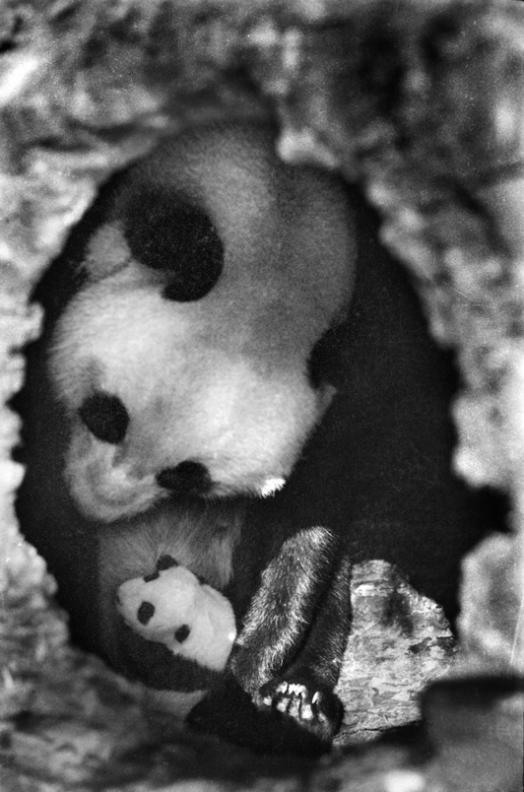 国家公园守护者 | 野生大熊猫摄影师，镜头之外的故事