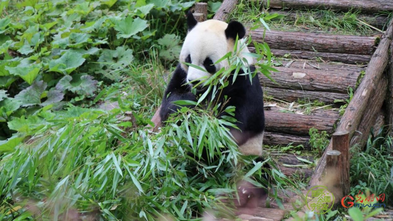 国家公园守护者 | 大熊猫的野化放归路