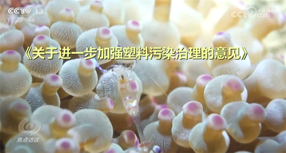 焦点访谈：蓝色循环 破解“减塑”难题