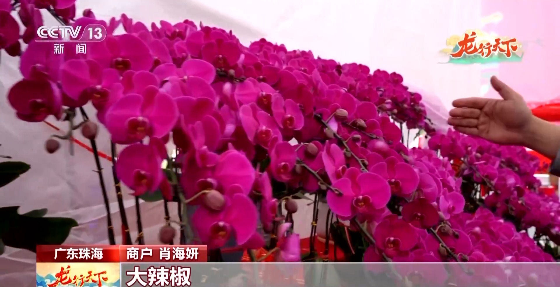 花市、舞龙、巡游……粤港澳特色年味 腾飞着属于中国人的龙马精神