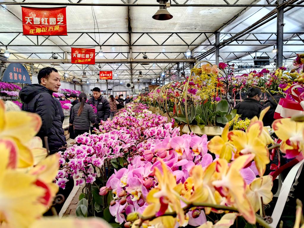 年宵花走“红”中国春节年货市场