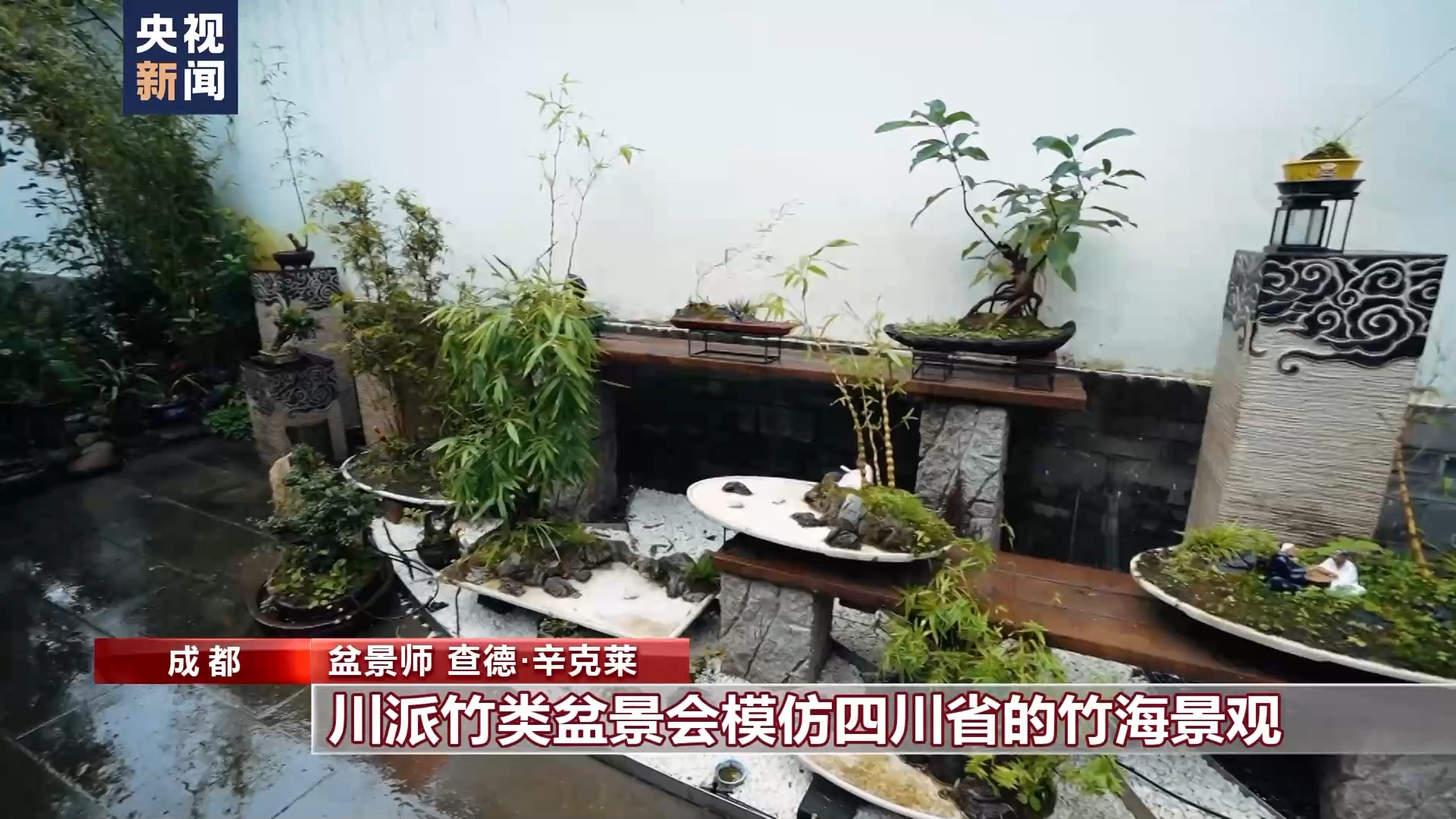 爱上中国风丨“盆景迷”查德：与“景”相伴每一天都是美好