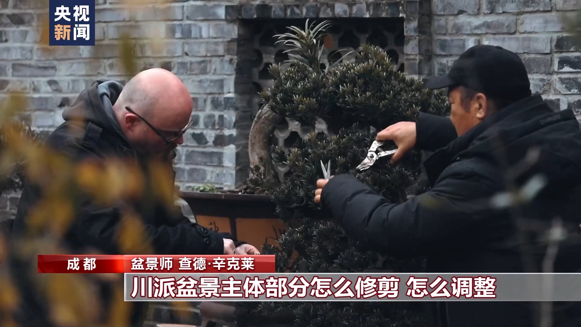 爱上中国风丨“盆景迷”查德：与“景”相伴每一天都是美好