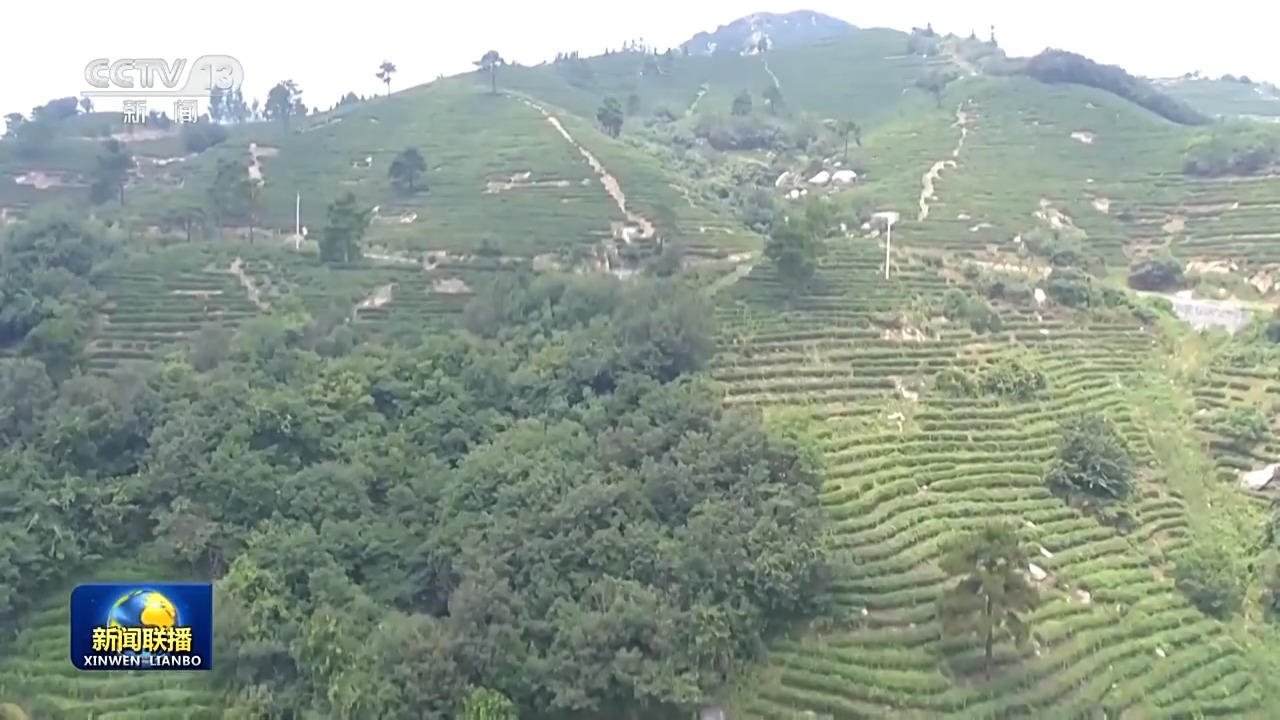 我从基层来丨大别山的茶产业如何破圈创新？村支书梁云英提出了新建议