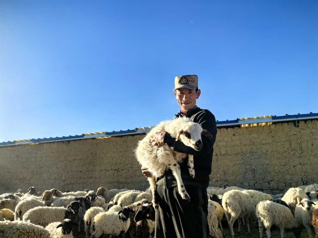 西藏岗巴县岗巴镇雪村：过上喜气“羊羊”的好日子