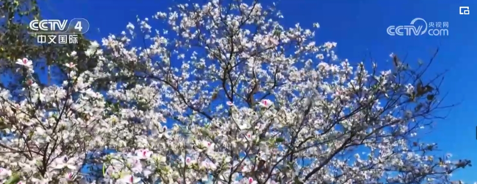 不止于“走马观花”，“花经济”绽放 打开多元经济融合发展大格局