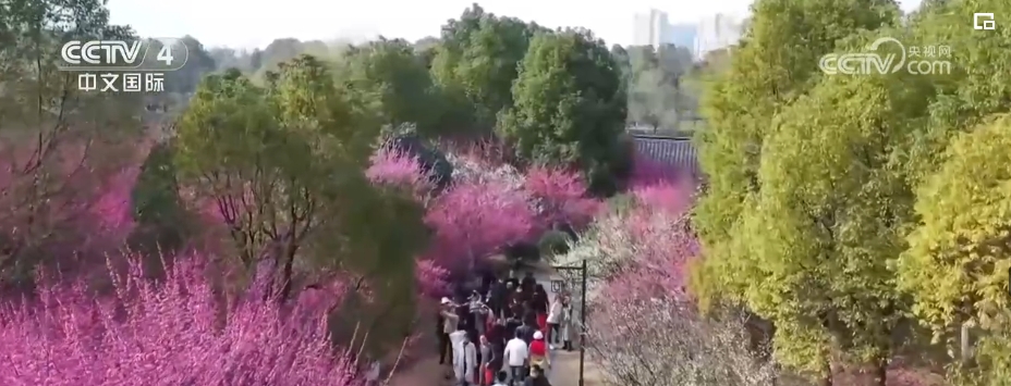 不止于“走马观花”，“花经济”绽放 打开多元经济融合发展大格局