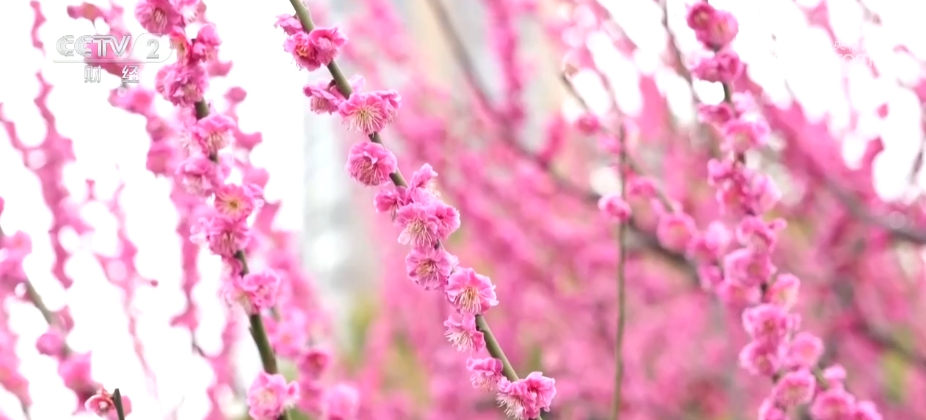 不止于“走马观花”，“花经济”绽放 打开多元经济融合发展大格局