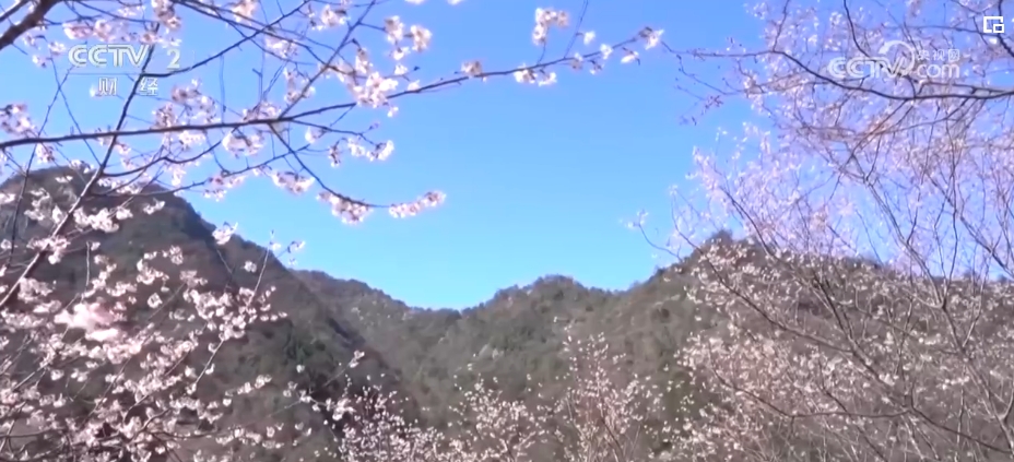 不止于“走马观花”，“花经济”绽放 打开多元经济融合发展大格局