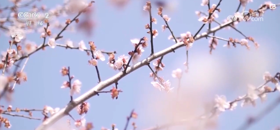 不止于“走马观花”，“花经济”绽放 打开多元经济融合发展大格局
