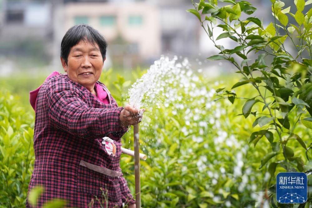 春分将至农事忙