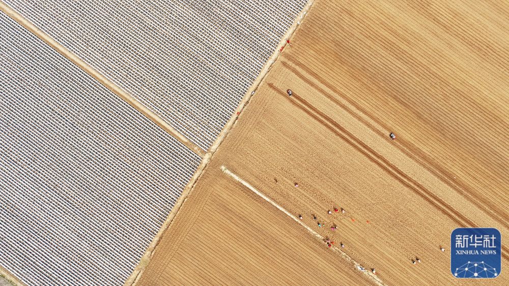 春分将至农事忙