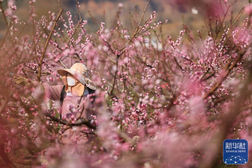 春分将至农事忙