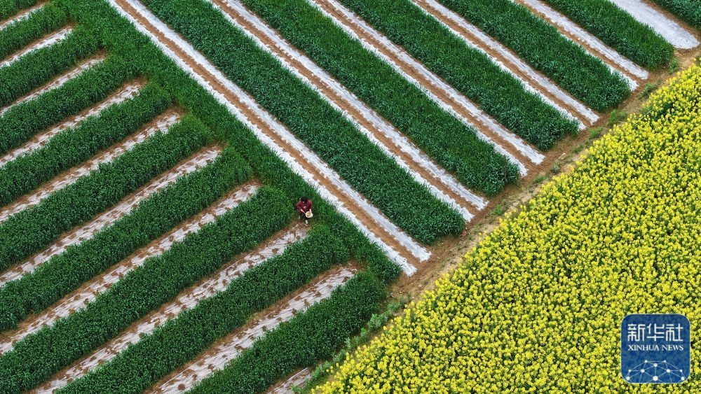 春分将至农事忙