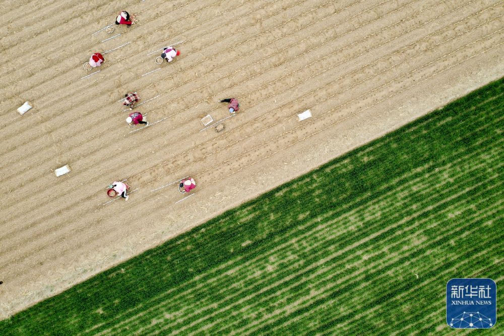 春分将至农事忙