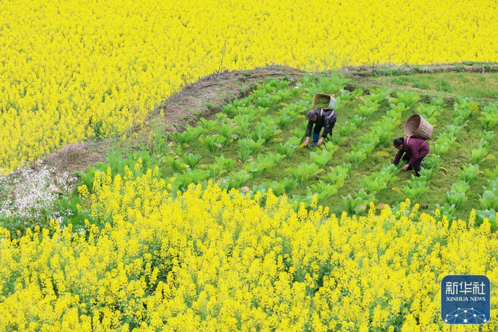 春分将至农事忙