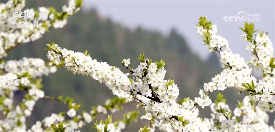 以“花”为媒持续推动农旅融合 各地经济发展“春暖花开”朝气蓬勃