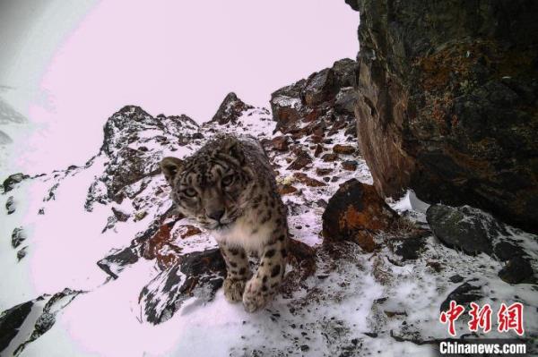 雪豹等高原网红动物“出圈”传递青藏高原生态信息