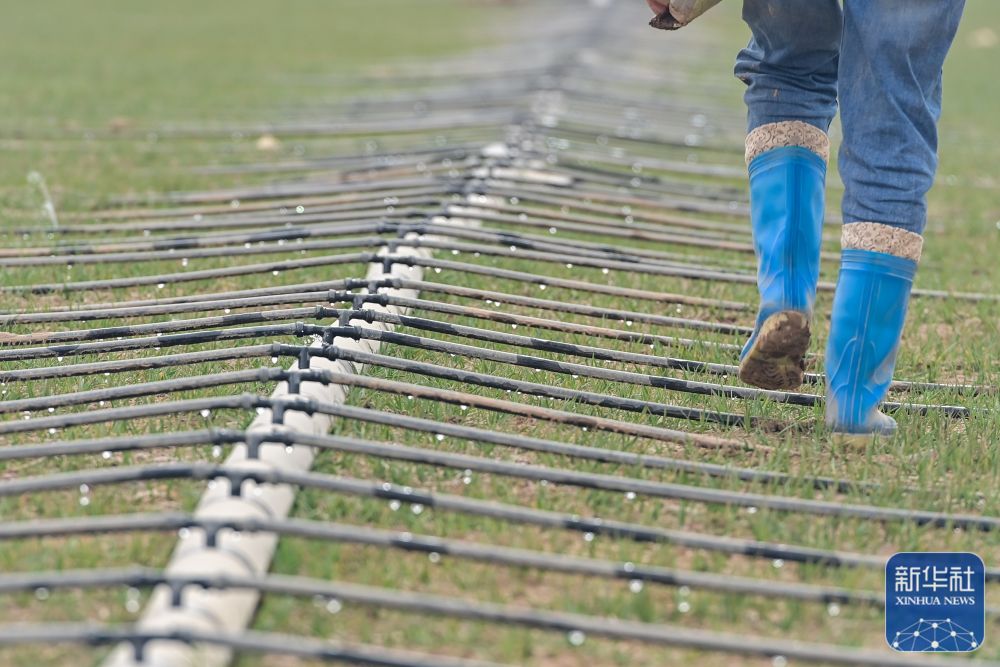 新华全媒＋丨新疆抢抓农时 农作物播种有序推进