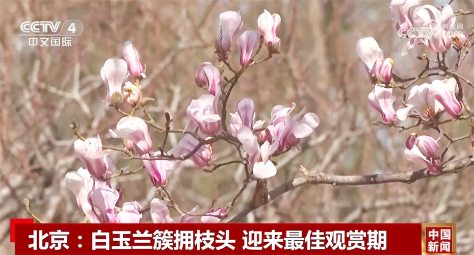 春日中国活力无限 “赏花+”模式升温成为促发展新引擎
