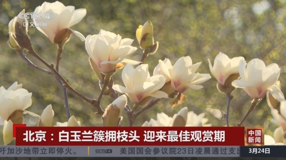 春日中国活力无限 “赏花+”模式升温成为促发展新引擎