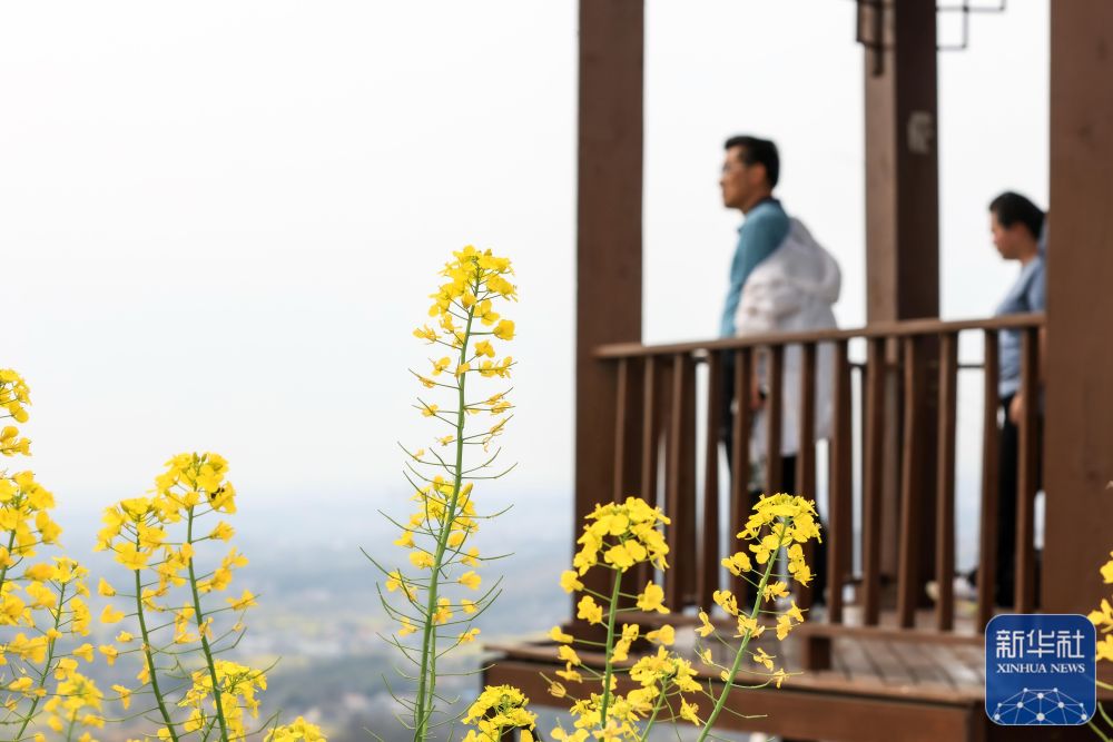 踏青赏花 乐享春光