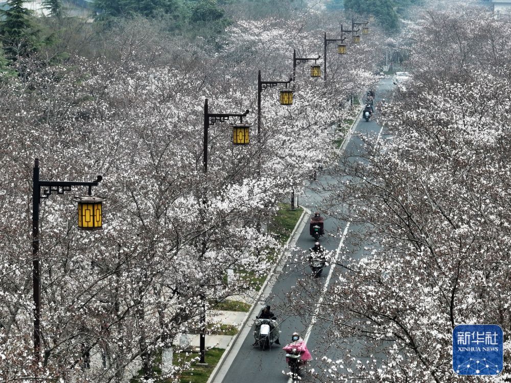 踏青赏花 乐享春光