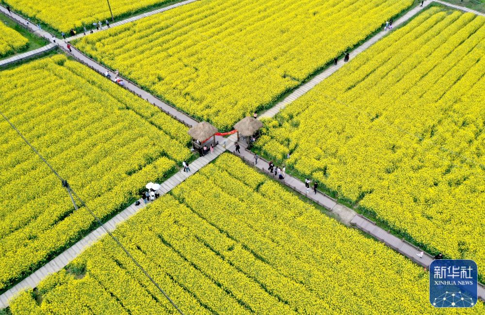 踏青赏花 乐享春光